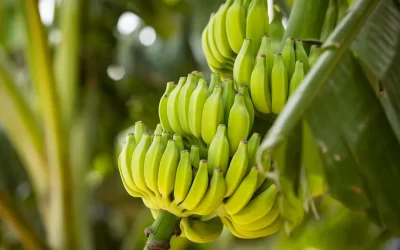 Meet the Star Products of Ripe International Pvt. Ltd.