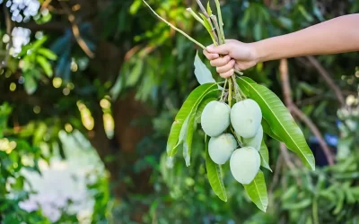 How to Use Ethylene Ripening Powder – A Step-by-Step Guide